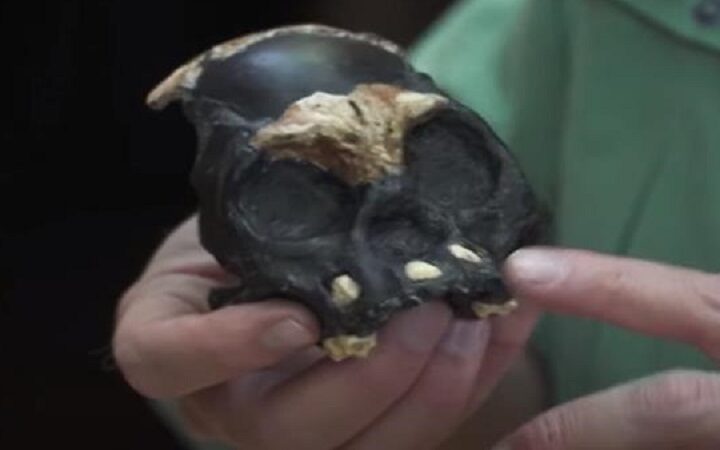 إكتشاف متحجرات في جنوب أفريقيا لبعيدي الأسنان