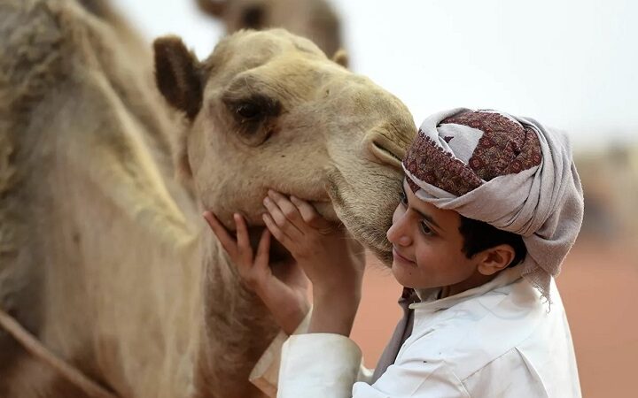 مهرجان الإبل في السعودية