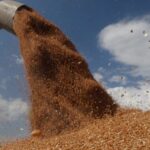 وزارة الإقتصاد تحصل على موافقة لاستيراد القمح مباشرة