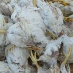 ما حقيقة بيع دجاج نافق في الأسواق اللبنانية؟