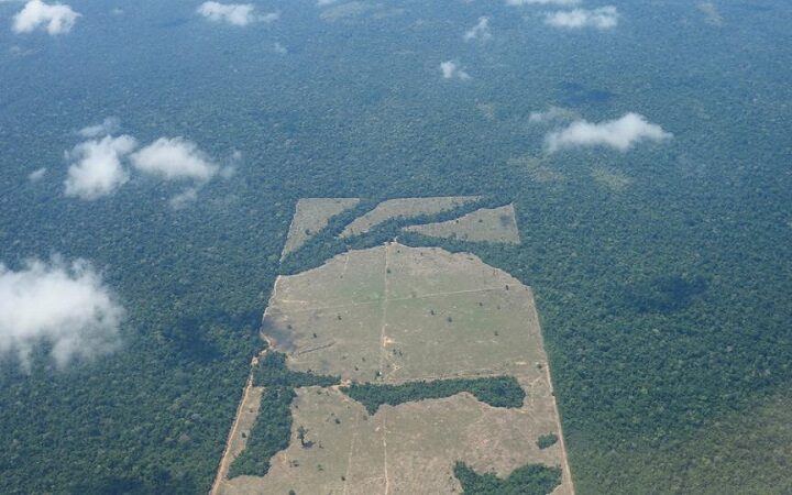 غابة الأمازون البرازيل