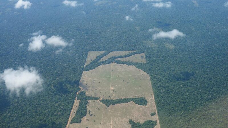 غابة الأمازون البرازيل