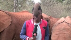 فيل رضيع يداعب مراسل تلفزيوني أمام الكاميرا في كينيا